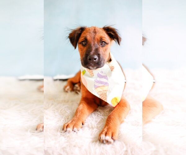 Medium Photo #3 Mutt Puppy For Sale in Greenville, SC, USA