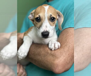 Mutt Dogs for adoption in Elmsford, NY, USA
