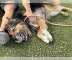 Small #5 Collie Mix