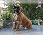 Image preview for Ad Listing. Nickname: Litter of 8