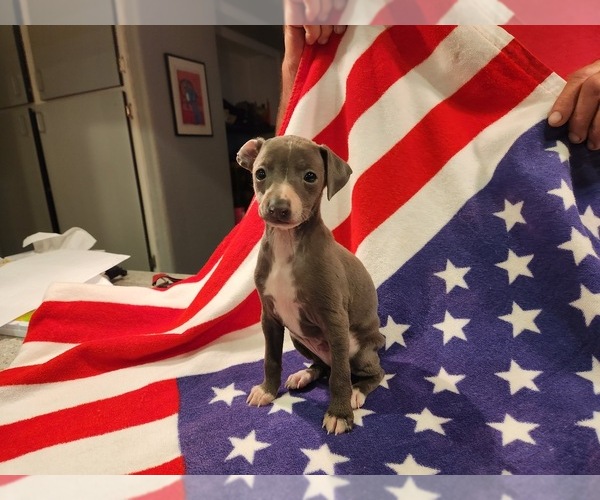 Medium Photo #2 Italian Greyhound Puppy For Sale in LAS VEGAS, NV, USA