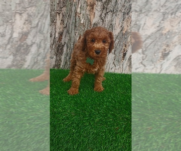 Medium Photo #3 Goldendoodle (Miniature) Puppy For Sale in INDIANAPOLIS, IN, USA