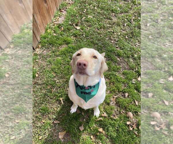 Medium Photo #2 Labrador Retriever Puppy For Sale in Abbeville, LA, USA