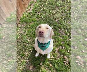 Wilson - Male Labrador Retriever Dog for Adoption - Photo #2