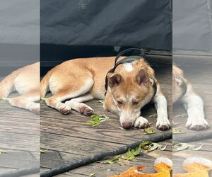 Akita-Unknown Mix Dogs for adoption in Hinckley, IL, USA