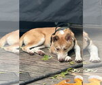 Landry - Female Akita-Unknown Mix Dog for Adoption - Small photo