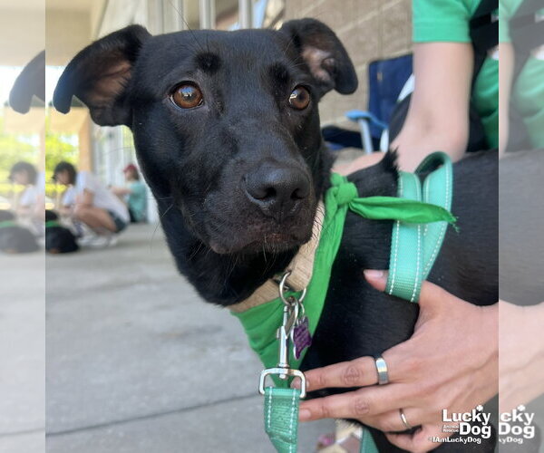 Medium Photo #5 Labrador Retriever-Unknown Mix Puppy For Sale in Washington, DC, USA