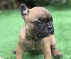 French Bulldog Puppy for sale in HICKORY, NC, USA