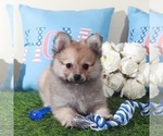 Small #2 Pomeranian