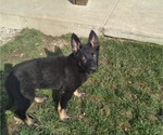 Small Photo #8 German Shepherd Dog Puppy For Sale in MILFORD, IN, USA