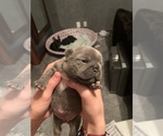 Small Photo #35 French Bulldog Puppy For Sale in LAS VEGAS, NV, USA
