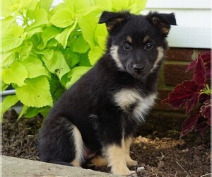 Aussiedoodle-Fox Terrier (Toy) Mix Puppy for sale in FREDERICKSBG, OH, USA