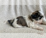 Small Photo #2 Shih Tzu Puppy For Sale in NEW BERLIN, WI, USA