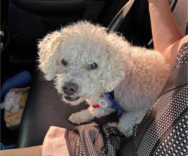 Medium Photo #2 Poodle (Miniature)-Unknown Mix Puppy For Sale in Cranston, RI, USA