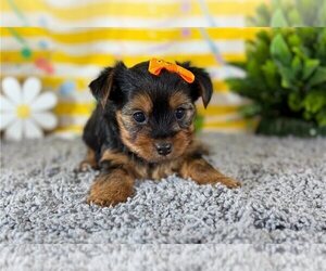 Yorkshire Terrier Puppy for sale in BRISTOL, TN, USA