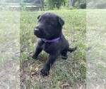 Small #1 Belgian Malinois