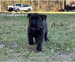Small Photo #16 Rotticorso Puppy For Sale in REEVESVILLE, SC, USA