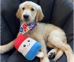 Puppy Rosey Girl Golden Retriever