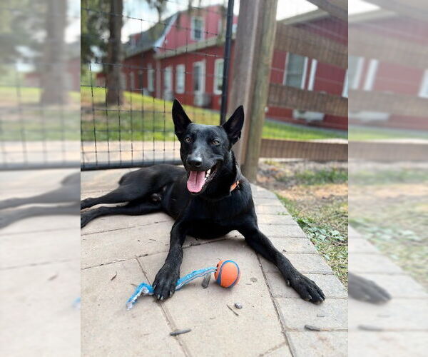 Medium Photo #3 Mutt Puppy For Sale in Stevens Point, WI, USA