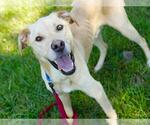 Small Labrador Retriever Mix