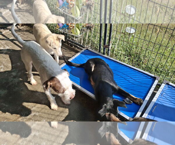 Medium Photo #20 German Shepherd Dog Puppy For Sale in Sebec, ME, USA