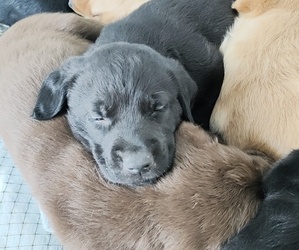 Goldendoodle-Labrador Retriever Mix Puppy for sale in LAWRENCEVILLE, PA, USA