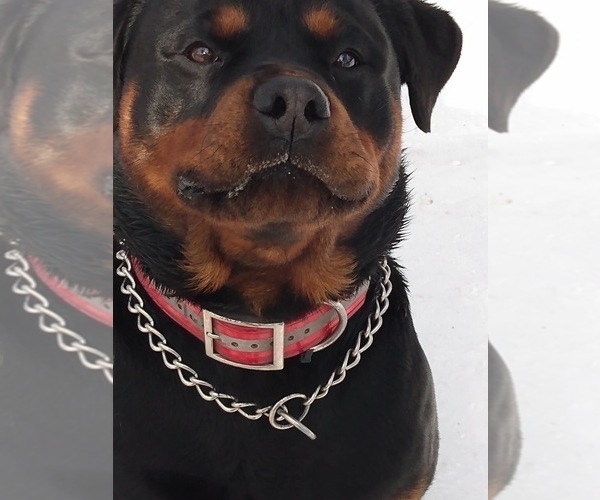 Medium Photo #1 Rottweiler Puppy For Sale in BRUCE, MI, USA