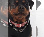 Small Photo #1 Rottweiler Puppy For Sale in BRUCE, MI, USA
