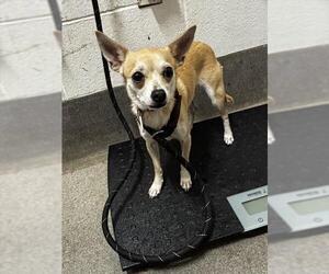 Chihuahua-Unknown Mix Dogs for adoption in Forestville, MD, USA