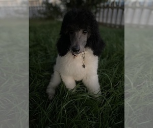 Poodle (Standard) Puppy for sale in BAKERSFIELD, CA, USA