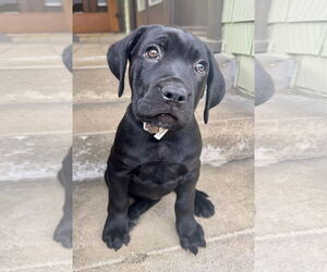 Neapolitan Mastiff-Unknown Mix Dogs for adoption in Marina Del Rey, CA, USA