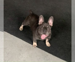 Small Photo #1 French Bulldog Puppy For Sale in MILLERSBURG, IN, USA