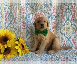Golden Retriever Puppy for sale in LANCASTER, PA, USA