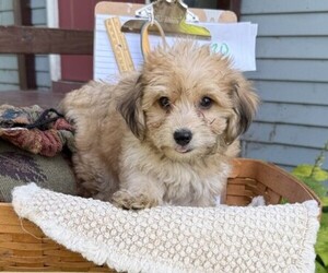 Yorkshire Terrier Puppy for sale in THORP, WI, USA