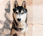 Small #2 Siberian Husky