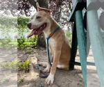 Small #3 American Pit Bull Terrier Mix