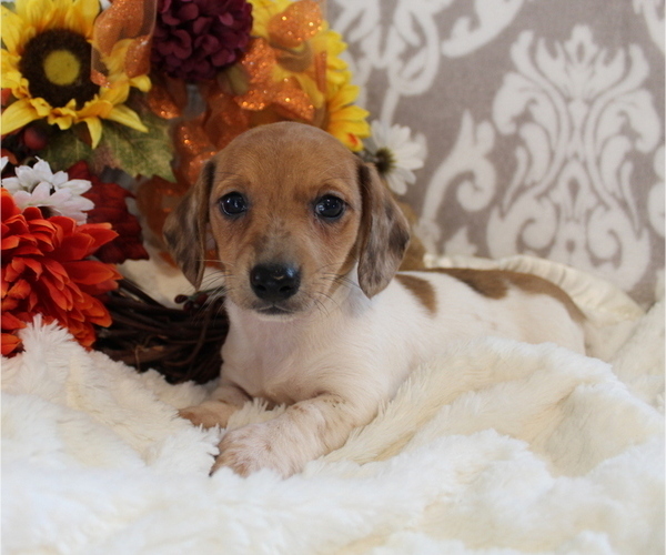 Medium Photo #2 Dachshund Puppy For Sale in SHILOH, OH, USA