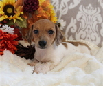 Small #1 Dachshund