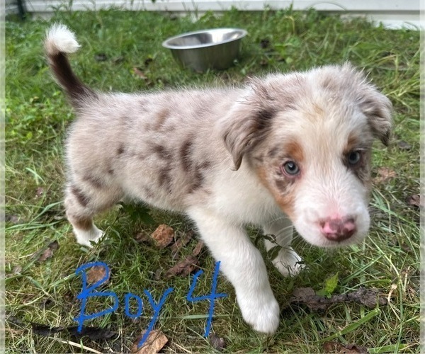 Medium Photo #21 Australian Shepherd Puppy For Sale in HYDEN, KY, USA