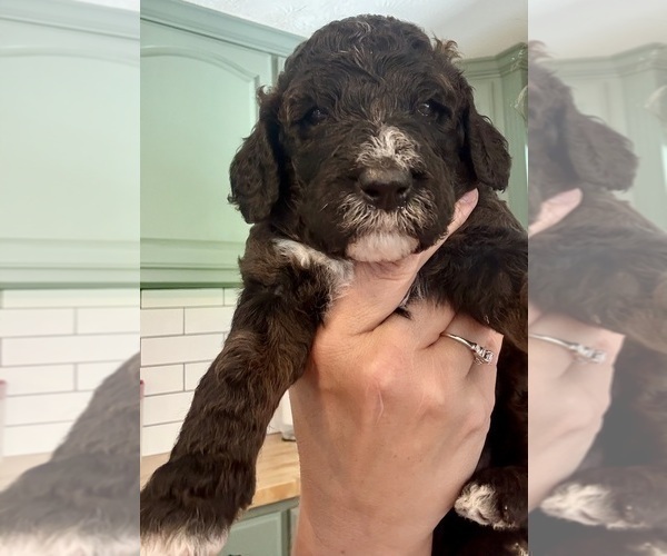 Medium Photo #53 Bernedoodle Puppy For Sale in MOULTON, AL, USA