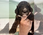 Small Photo #53 Bernedoodle Puppy For Sale in MOULTON, AL, USA