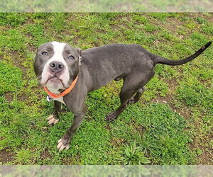American Pit Bull Terrier Dogs for adoption in Springfield, MA, USA