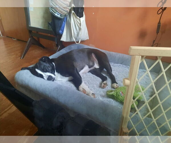 Medium Photo #12 Mutt Puppy For Sale in New York, NY, USA