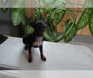Miniature Pinscher Puppy for sale in ADRIAN, MI, USA