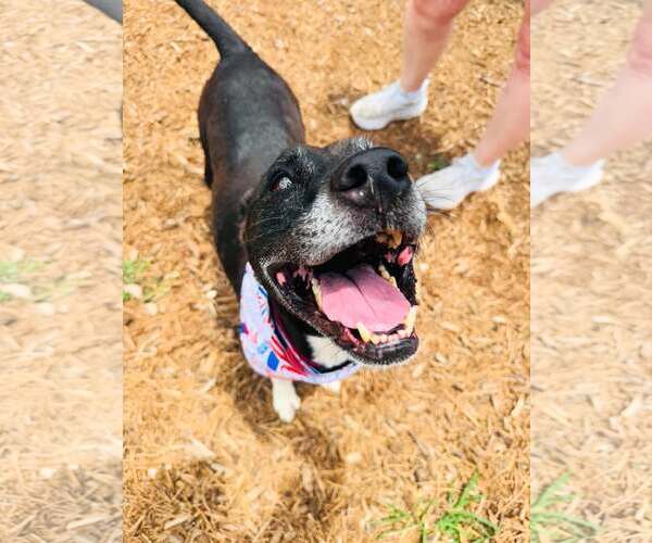 Medium Photo #10 Boxer-Unknown Mix Puppy For Sale in Houston, TX, USA