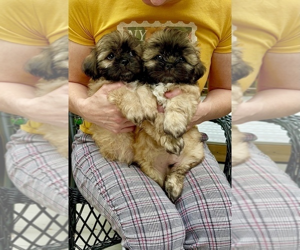 Medium Photo #1 Shih Tzu Puppy For Sale in SUGAR HILL, GA, USA