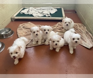 Maltese-Terri-Poo Mix Puppy for Sale in NEWPORT BEACH, California USA