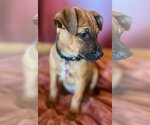 Small Photo #24 Black Mouth Cur-Unknown Mix Puppy For Sale in Wakefield, RI, USA