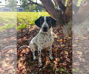 Mutt Dogs for adoption in Candler, NC, USA