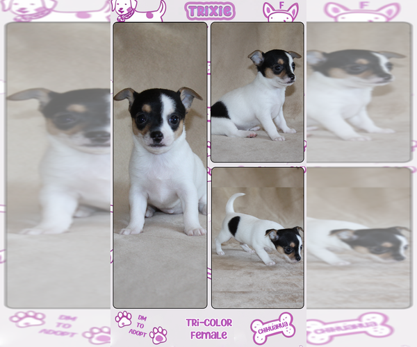 Medium Photo #27 Chihuahua Puppy For Sale in HUDSONVILLE, MI, USA